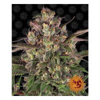 Barneys Farm Peyote Critical - feminised