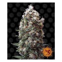 Barneys Farm Phatt Fruity - feminised