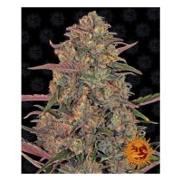 Barneys Farm Pineapple Chunk - feminised