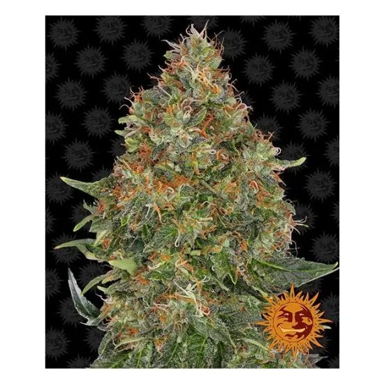 Barneys Farm Pineapple Express Auto - feminised