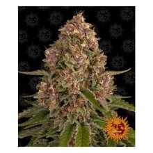 Barneys Farm Pink Kush - feminised