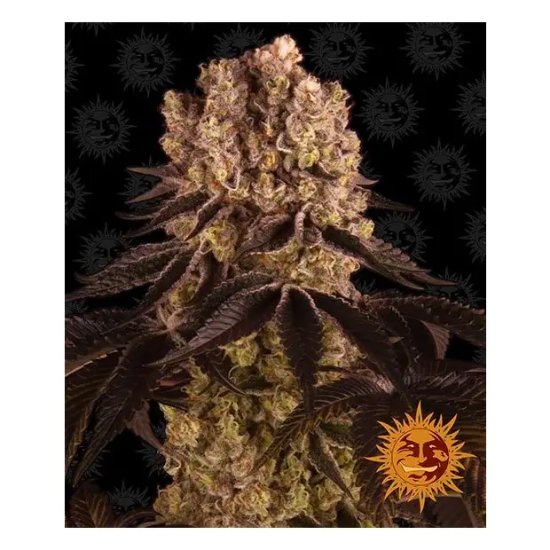 Barneys Farm Purple Punch - feminised