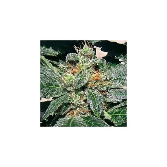 Barneys Farm Red Diesel - feminised