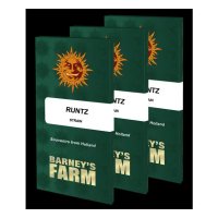 Barneys Farm Runtz - feminised