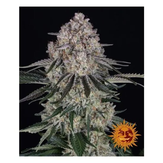 Barneys Farm Sour Diesel Auto - feminised