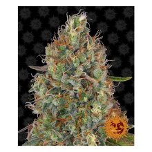 Barneys Farm Sweet Tooth Auto - feminised