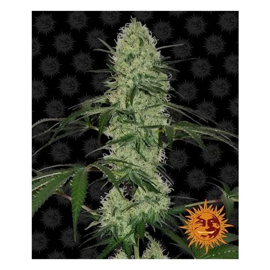 Barneys Farm Tangerine Dream Auto - feminised