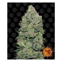 Barneys Farm Top Dawg - feminised