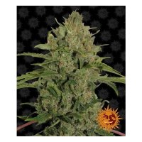 Barneys Farm Triple Cheese - feminised