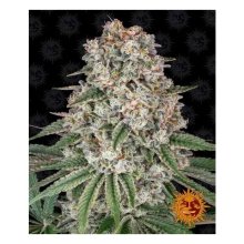 Barneys Farm Tropicanna Banana - feminised