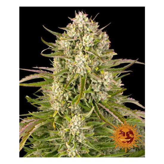 Barneys Farm Wedding Cake Auto - feminised