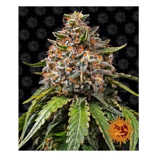 Barneys Farm White Widow XXL - feminised