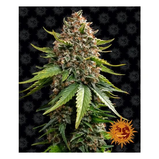 Barneys Farm White Widow XXL Auto - feminised