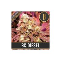 Blimburn Seeds Bc Diesel - feminised