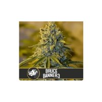 Blimburn Seeds Bruce Banner #3 - feminised