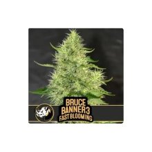 Blimburn Seeds Bruce Banner #3 Fbv - feminised