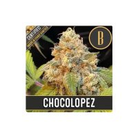 Blimburn Seeds Chocolopez - feminised