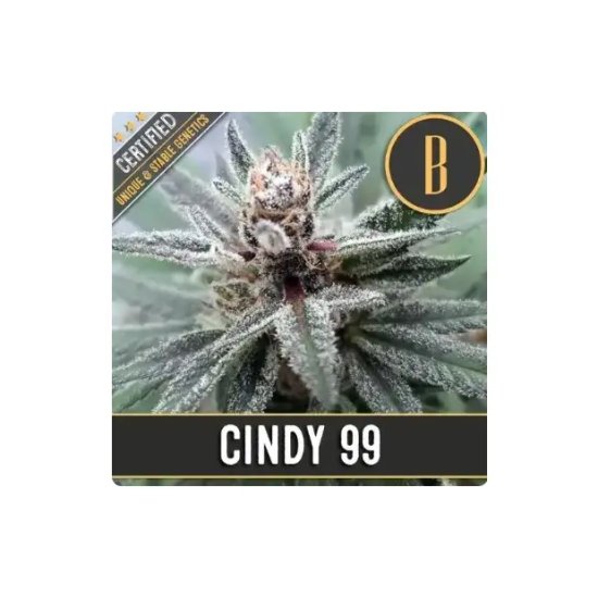 Blimburn Seeds Cindy 99 - feminised