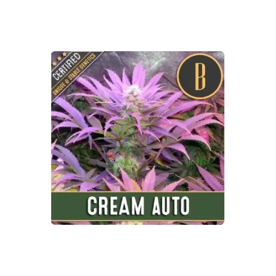 Blimburn Seeds Cream Auto - feminised