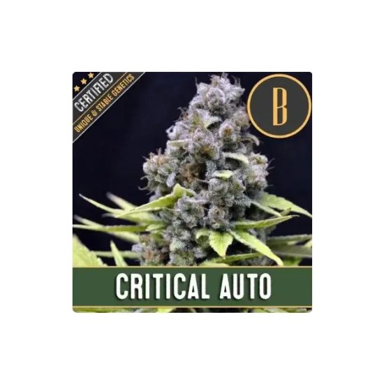 Blimburn Seeds Critical Auto - feminised