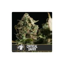 Blimburn Seeds Critical Daddy Purple - feminised