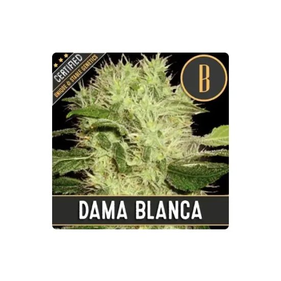 Blimburn Seeds Dama Blanca - feminised