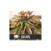 Blimburn Seeds Gelato - feminised