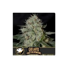 Blimburn Seeds Gelato Fbv - feminised