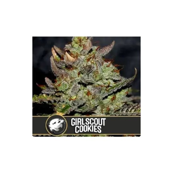 Blimburn Seeds Girl Scout Cookies - feminised