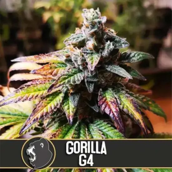 Blimburn Seeds Gorilla Glue G4 - feminised