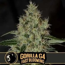 Blimburn Seeds Gorilla Glue G4 Fbv - feminised