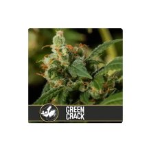 Blimburn Seeds Green Crack - feminised