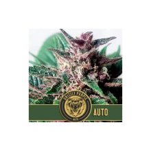 Blimburn Seeds Grizzly Purple Auto - feminised