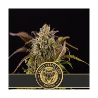 Blimburn Seeds Grizzly Purple Kush - feminised