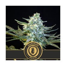 Blimburn Seeds Guanabana - feminised