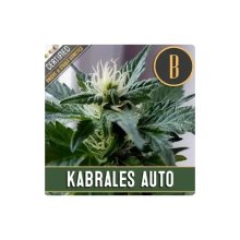 Blimburn Seeds Kabrales Auto - feminised