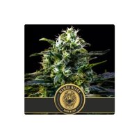 Blimburn Seeds Mamba Negra - feminised