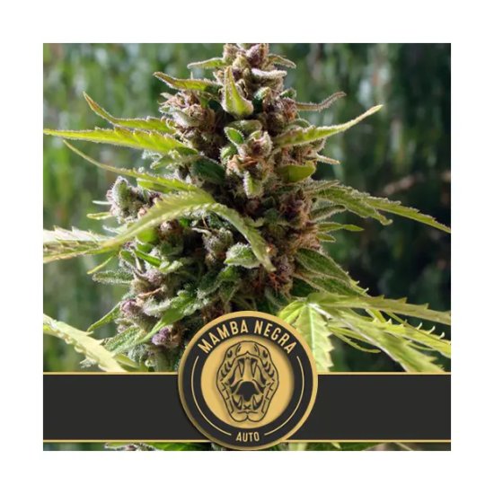 Blimburn Seeds Mamba Negra Auto - feminised