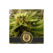 Blimburn Seeds Mamba Negra Auto CBD - feminised