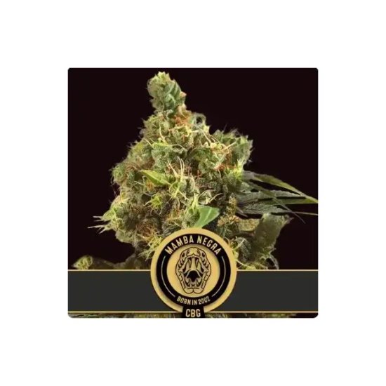 Blimburn Seeds Mamba Negra CBG - feminised