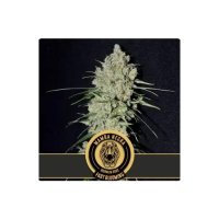 Blimburn Seeds Mamba Negra Fbv - feminised