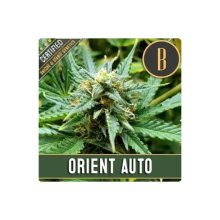 Blimburn Seeds Orient Auto - feminised