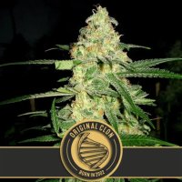 Blimburn Seeds Original Clon - feminised