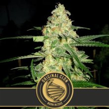 Blimburn Seeds Original Clon - feminised