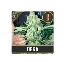 Blimburn Seeds Orka - feminised