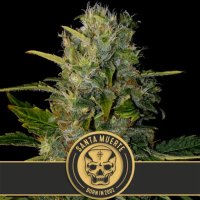 Blimburn Seeds Santa Muerte - feminised