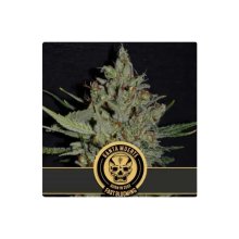 Blimburn Seeds Santa Muerte Fbv - feminised