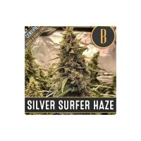 Blimburn Seeds Silver Surfer Haze - feminised