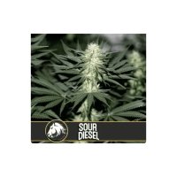 Blimburn Seeds Sour Diesel - feminised