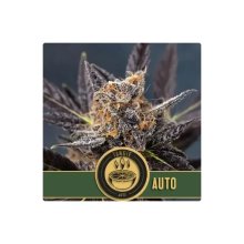 Blimburn Seeds Tangie Auto - feminised